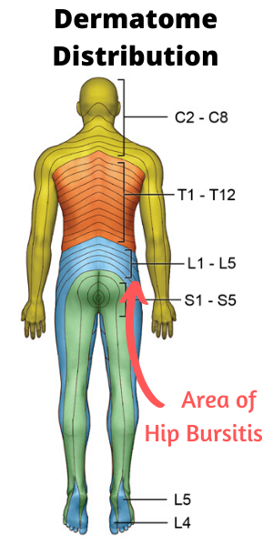 dermatome distribution of upper body and lower body